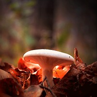 Buy canvas prints of Woodland Fungi in evening light by Stephen Davis