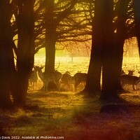 Buy canvas prints of Deer at sunrise by Stephen Davis