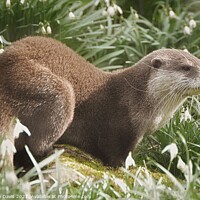 Buy canvas prints of Otter in Snowdrops by Stephen Davis