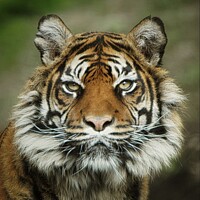 Buy canvas prints of Sumatran Tiger by Stephen Davis