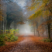 Buy canvas prints of Early Morning Fog and Autumn Leaves by Alan Le Bon