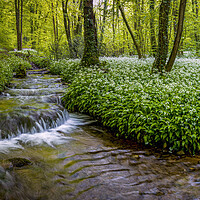 Buy canvas prints of Wild Garlic in Full Bloom by a Forest Stream by Alan Le Bon