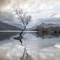 Buy canvas prints of Serenity at the Lone Tree by Alan Le Bon