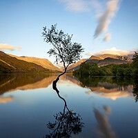 Buy canvas prints of Evening at The Lone Tree, Llyn Padarn. by Alan Le Bon