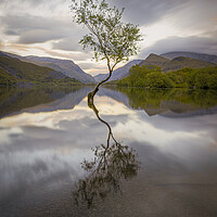 Buy canvas prints of The Lone Tree in the evening at Llyn Padarn, Snowd by Alan Le Bon