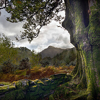Buy canvas prints of Snowdonia Through The Trees by Alan Le Bon