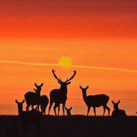 Buy canvas prints of Red Deer Dawn by Mark Barratt