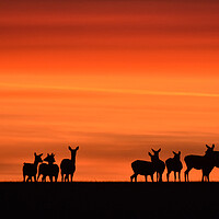 Buy canvas prints of Deer at Dawn by Mark Barratt