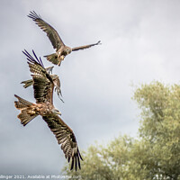 Buy canvas prints of RED KITES OVER WARWICK by Craig Ballinger