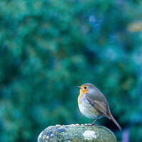 Buy canvas prints of Robin standing on an old stone bridge by Craig Ballinger