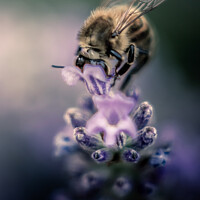 Buy canvas prints of Bee on a Lavender flower by Craig Ballinger