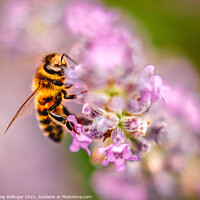 Buy canvas prints of Bee on a lavender flower by Craig Ballinger