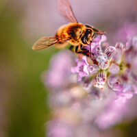 Buy canvas prints of Bee on Lavendar by Craig Ballinger
