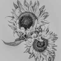 Buy canvas prints of Sunflowers by Joshua Panter-Whitlock