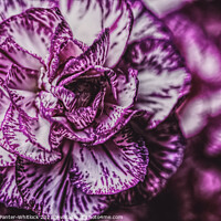 Buy canvas prints of Purple bloom  by Joshua Panter-Whitlock