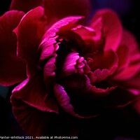 Buy canvas prints of Red bloom by Joshua Panter-Whitlock