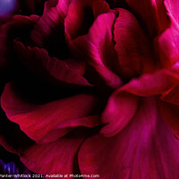 Buy canvas prints of red bloom by Joshua Panter-Whitlock