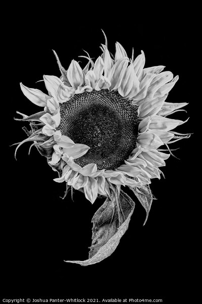 sunflower stekch 2 Picture Board by Joshua Panter-Whitlock