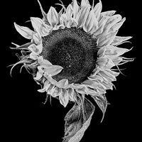 Buy canvas prints of sunflower stekch 2 by Joshua Panter-Whitlock