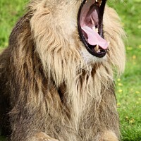 Buy canvas prints of A close up of a lion by Helen Neighbour
