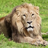 Buy canvas prints of Asicatic lion  by Helen Neighbour