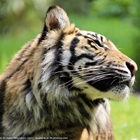 Buy canvas prints of A tiger looking at the camera by Helen Neighbour