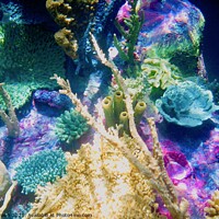 Buy canvas prints of Under the Sea by Lizzi Brown
