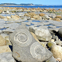 Buy canvas prints of Large ammonite fossils Lyme Regis by Love Lyme Regis