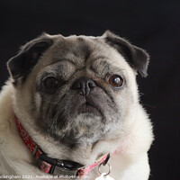Buy canvas prints of Female Pug by Andy Buckingham