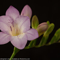 Buy canvas prints of Freesia by Andy Buckingham