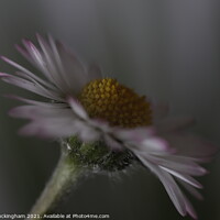 Buy canvas prints of Daisy  by Andy Buckingham