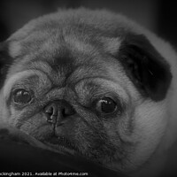 Buy canvas prints of A close up of a Pug by Andy Buckingham