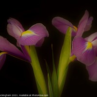 Buy canvas prints of Two Irises by Andy Buckingham