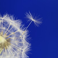 Buy canvas prints of A close up of a Dandelion Clock by Andy Buckingham