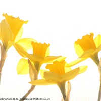 Buy canvas prints of Dancing Daffodills by Andy Buckingham
