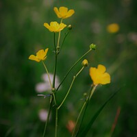 Buy canvas prints of Buttercups by Andy Buckingham