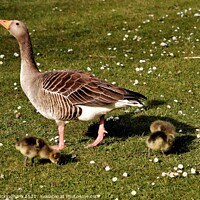 Buy canvas prints of Mother Goose with her babies by Andy Buckingham