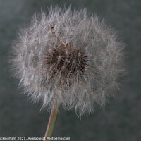 Buy canvas prints of A close up of a Dandelion Clock by Andy Buckingham