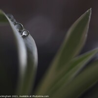 Buy canvas prints of Water droplets on a leaf by Andy Buckingham
