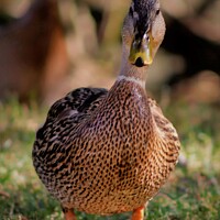 Buy canvas prints of Close up of a duck by Andy Buckingham