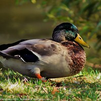 Buy canvas prints of Sitting Duck by Andy Buckingham