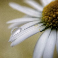 Buy canvas prints of Droplet on a Daisy by Andy Buckingham