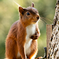 Buy canvas prints of Vibrant Red Squirrel by Margaret Ryan
