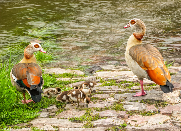 Egyptian Geese Family Adventure Picture Board by Margaret Ryan