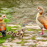 Buy canvas prints of Egyptian Geese Family Adventure by Margaret Ryan