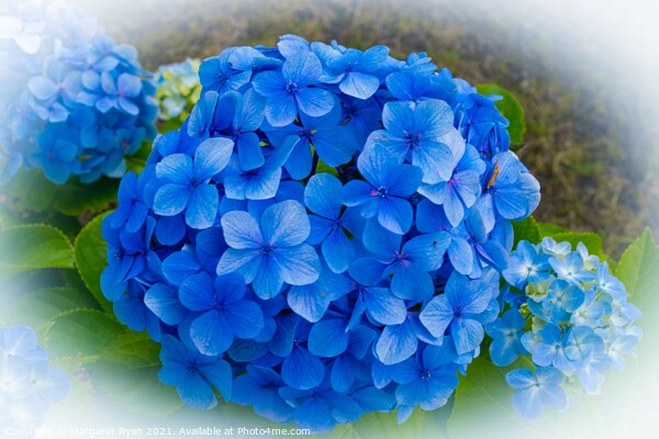 Blue Hydrangea Picture Board by Margaret Ryan