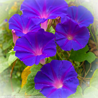 Buy canvas prints of Morning Glory by Margaret Ryan