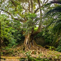 Buy canvas prints of The Mighty Fig Tree by Margaret Ryan