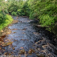 Buy canvas prints of River Swale by Margaret Ryan