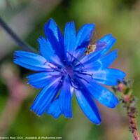 Buy canvas prints of Chicory Flower with insect by Margaret Ryan